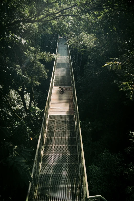 the canopy walkway on a forested hill is not very long