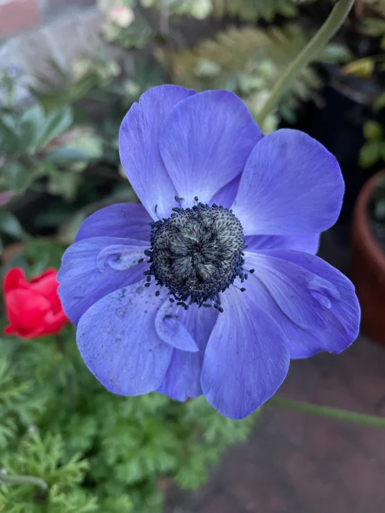 a blue and red flower sitting in the middle of a field