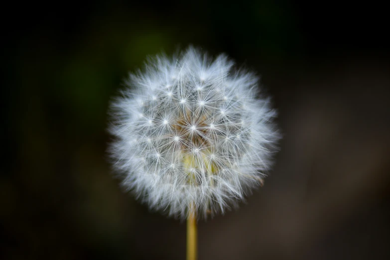 a close up of the dandelion in full bloom