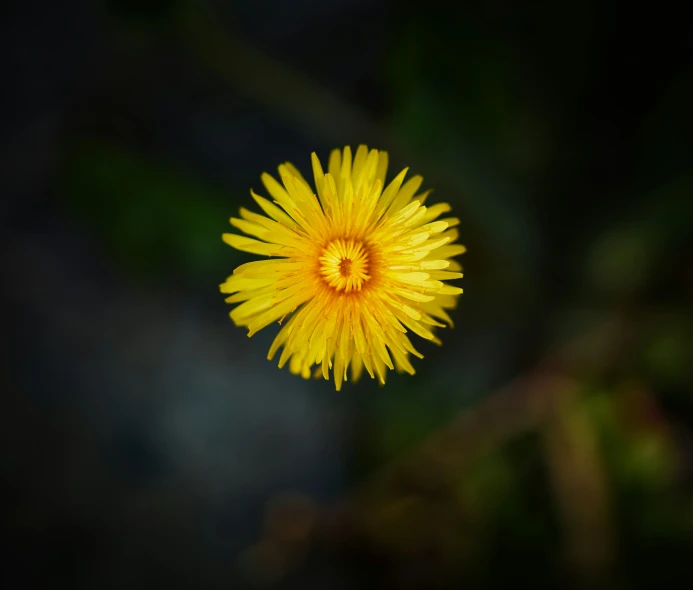 a dandelion that is growing outside near a window