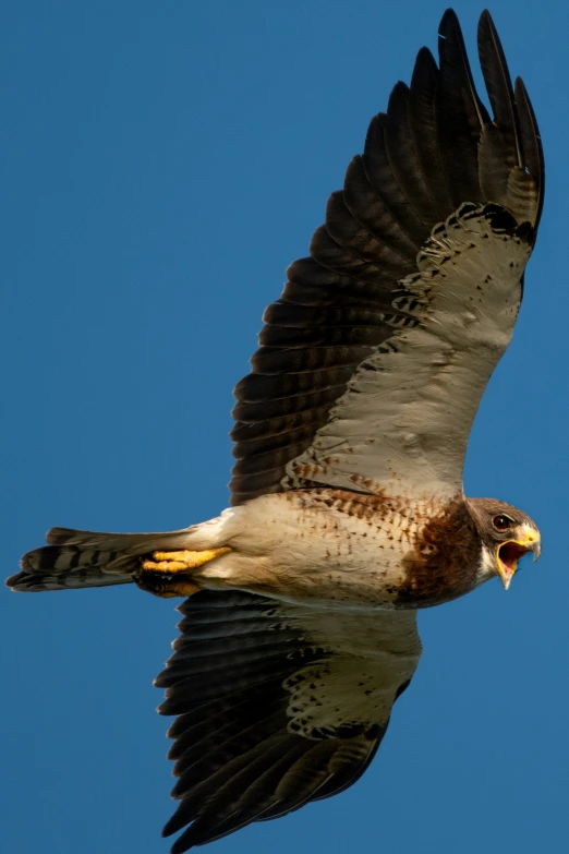 an eagle soaring through a blue sky with its mouth open