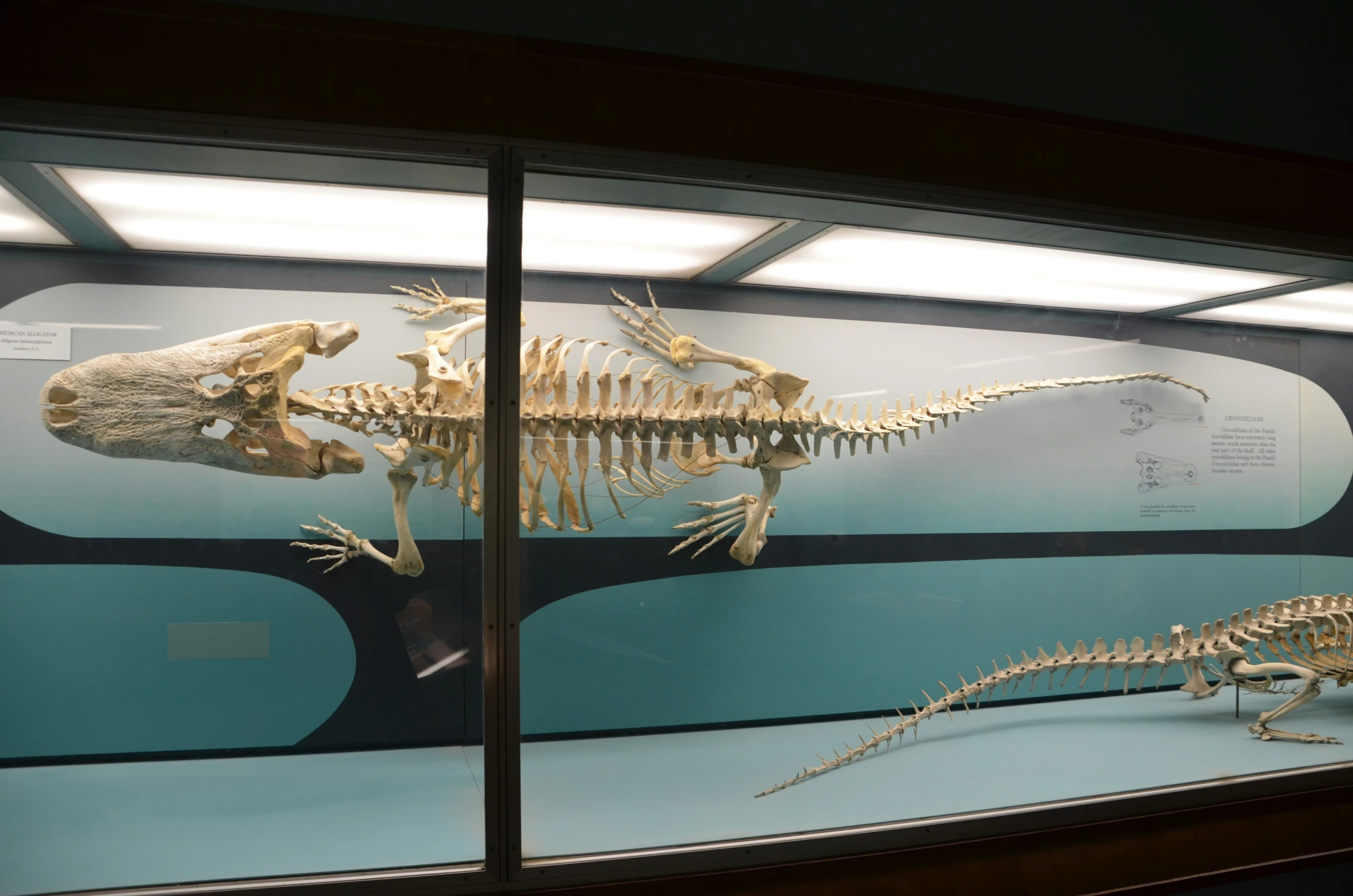 museum display of skeleton dinosaurs in a glass case