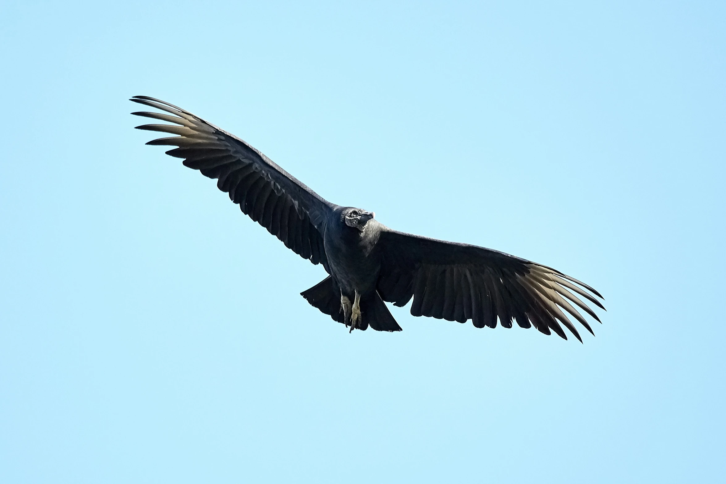 a large black bird flying through a light blue sky