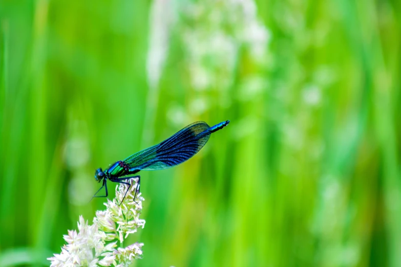 a small blue dragon is on the plant