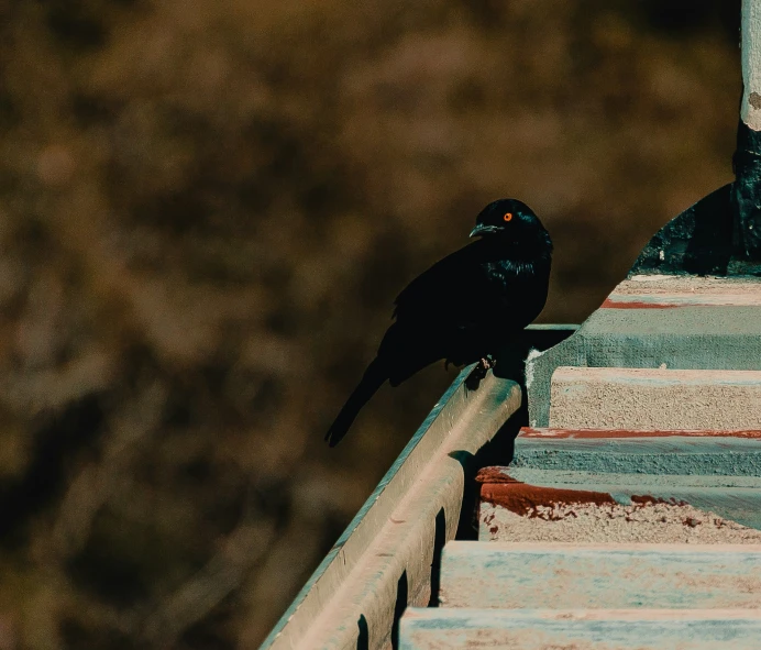 the black bird is standing on a railing