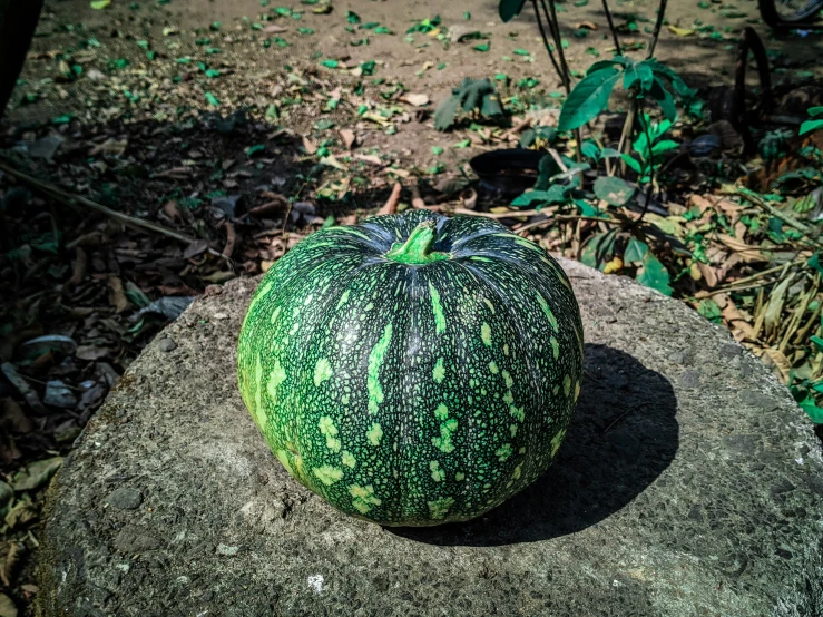 a gourd on a rock in front of trees