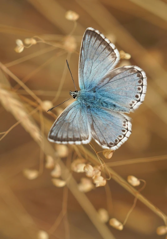 a blue erfly sitting on the side of a plant