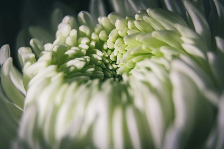 close up pograph of the top side of a white flower