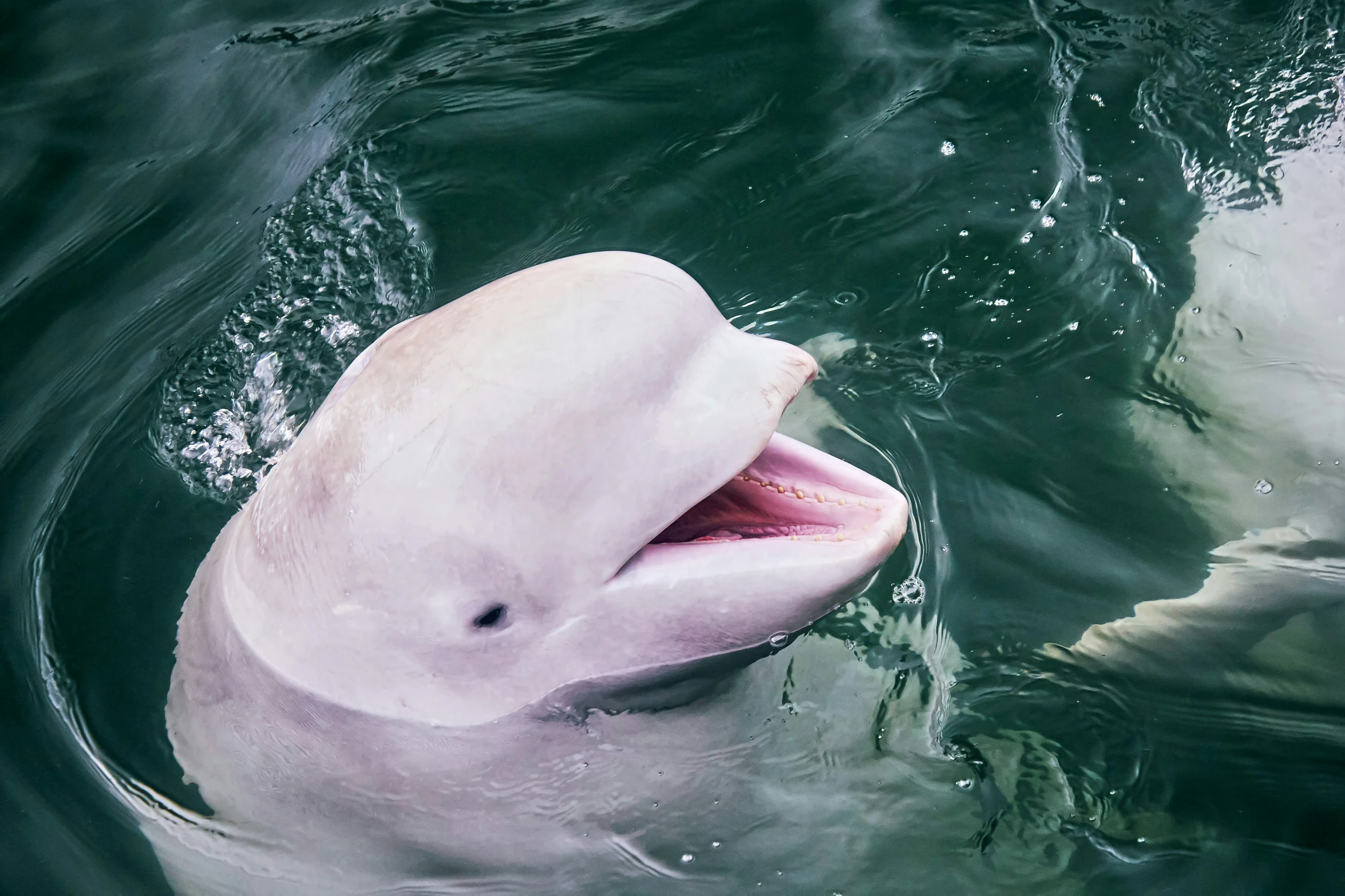 a white dolphin with his mouth open and tongue out in the water