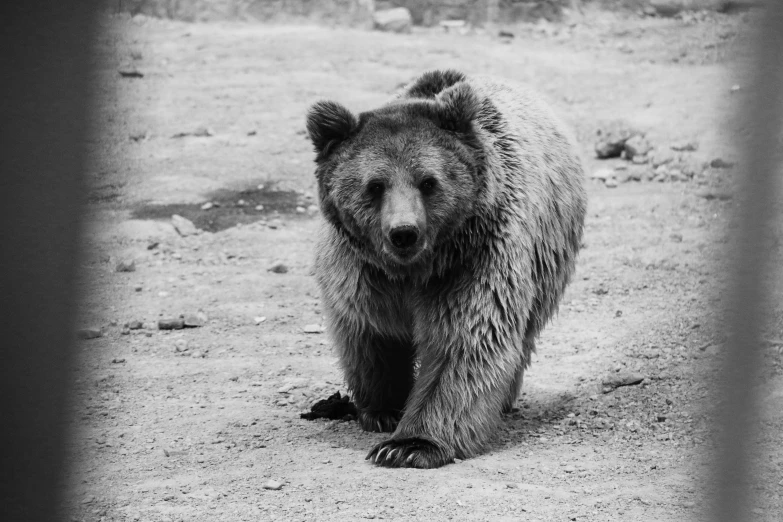 a bear that is walking around in the dirt