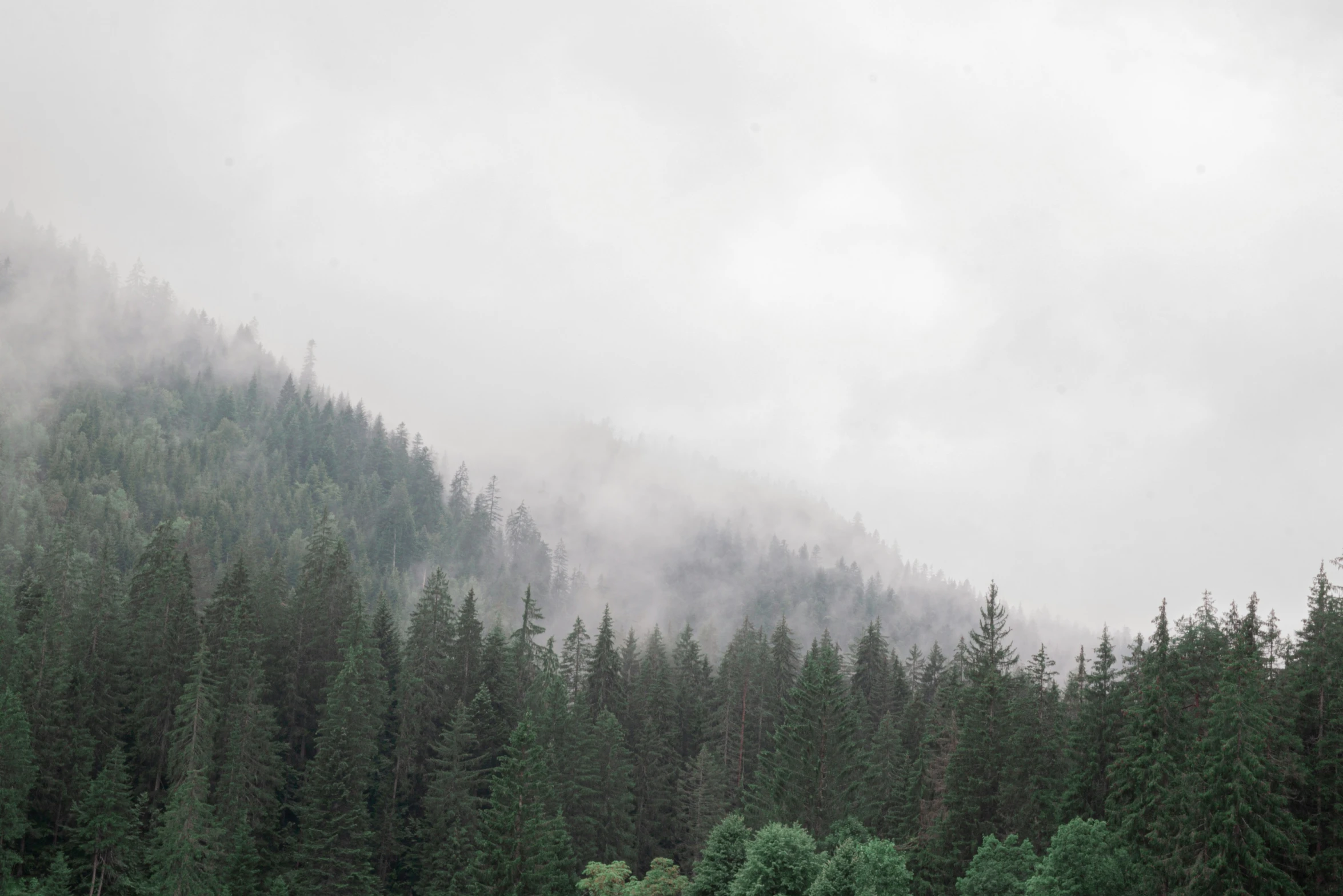 a mountain surrounded by trees in the fog