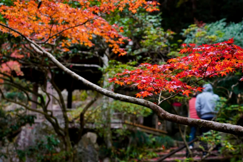 there is a red tree with a small nch