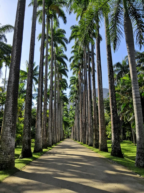 a tree lined road with lots of tall trees