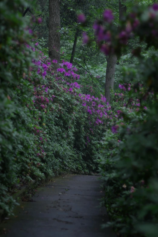 a tree covered hillside with pink and purple flowers