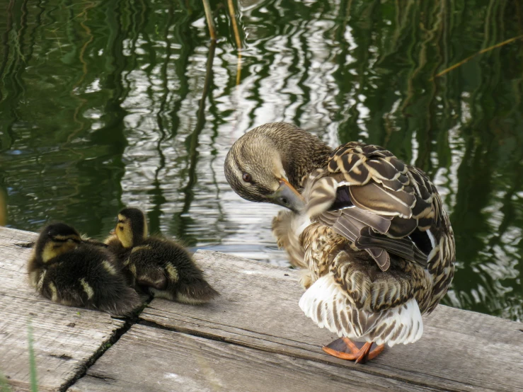 a duck that is standing on a log