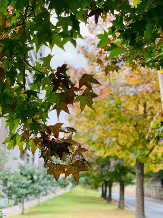 colorful leaves hang from a tree near the street