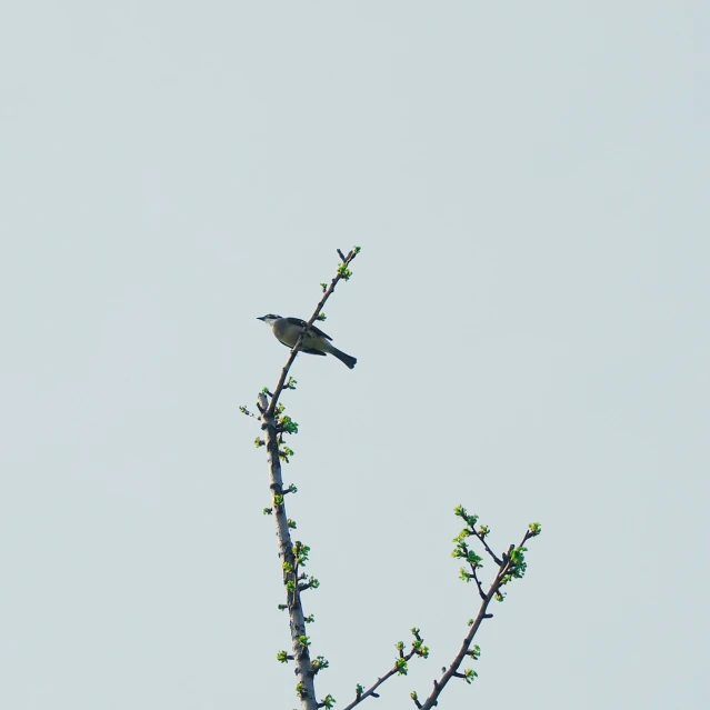 a bird sitting on top of a nch of a tree