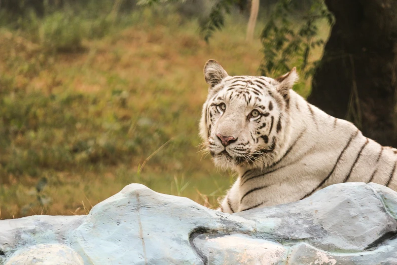a white tiger sitting on top of a pile of stones