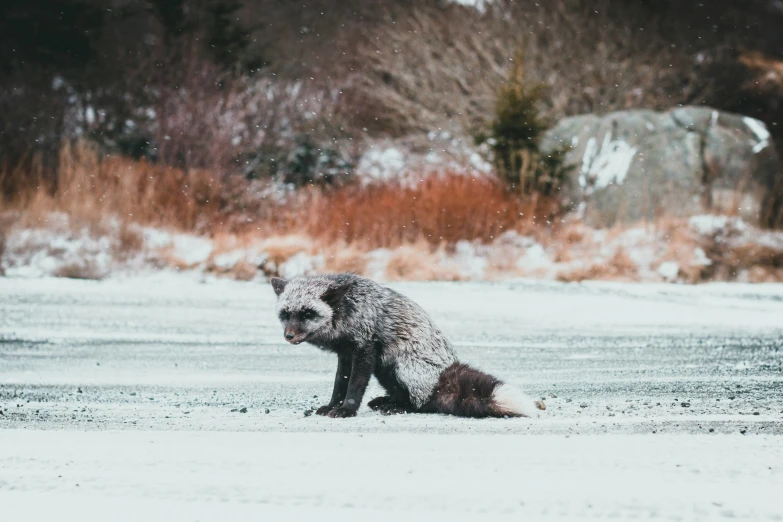 a large furry animal is in a field covered in snow