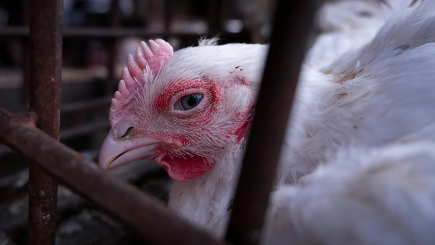 a white chicken with pink markings in an enclosure