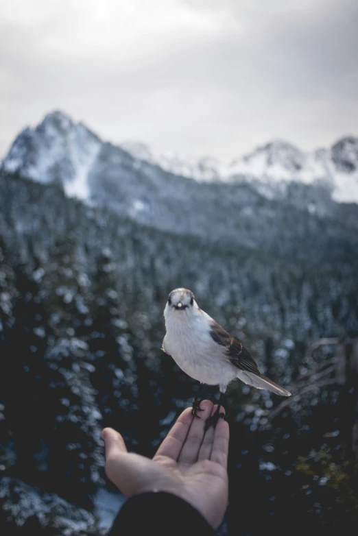 a white bird perched on a hand in front of mountains