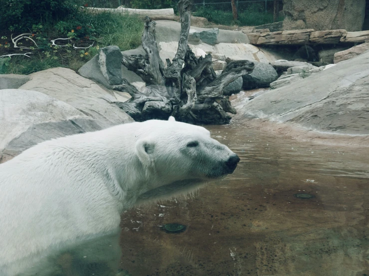 a polar bear is standing in water near rocks