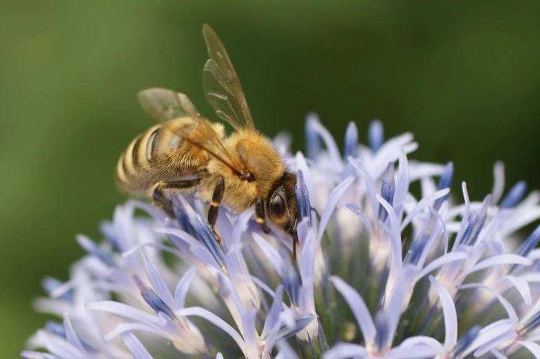 the bee is on a flower with wings