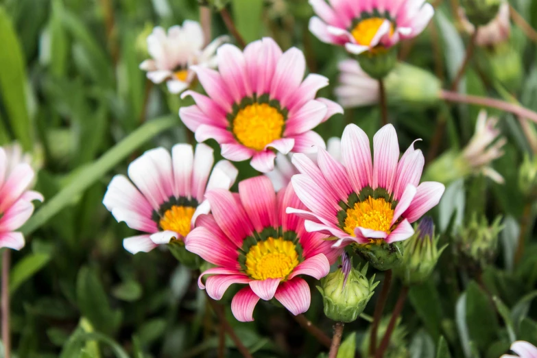 pink flowers with white petals in the grass