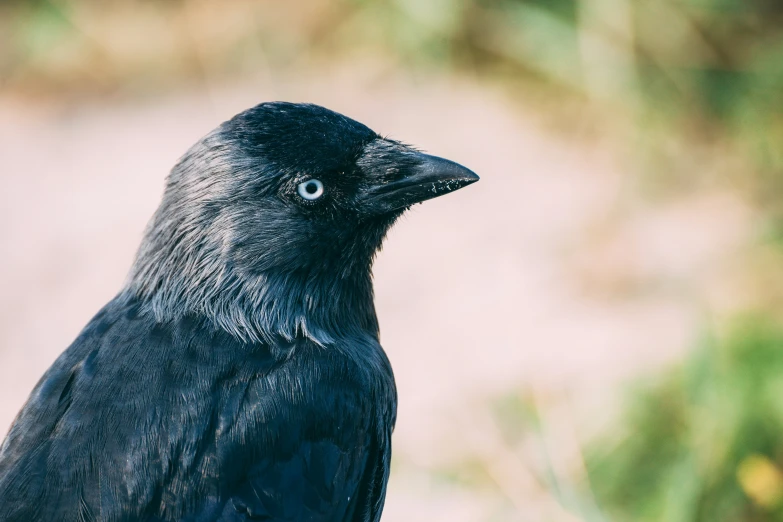 the raven is very large and standing on the nch