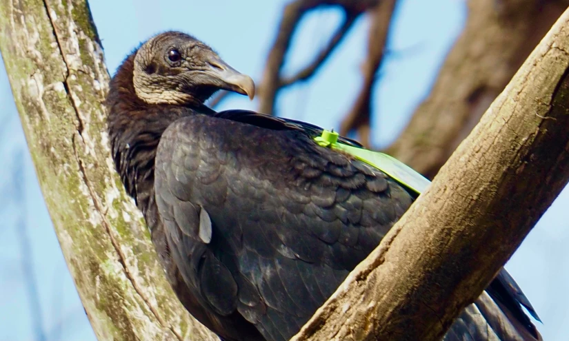 an odd looking bird is perched on a tree nch