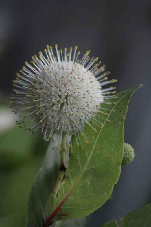 closeup of an flower with green leaves