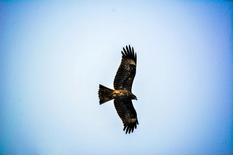 a close up of a bird of prey in the sky