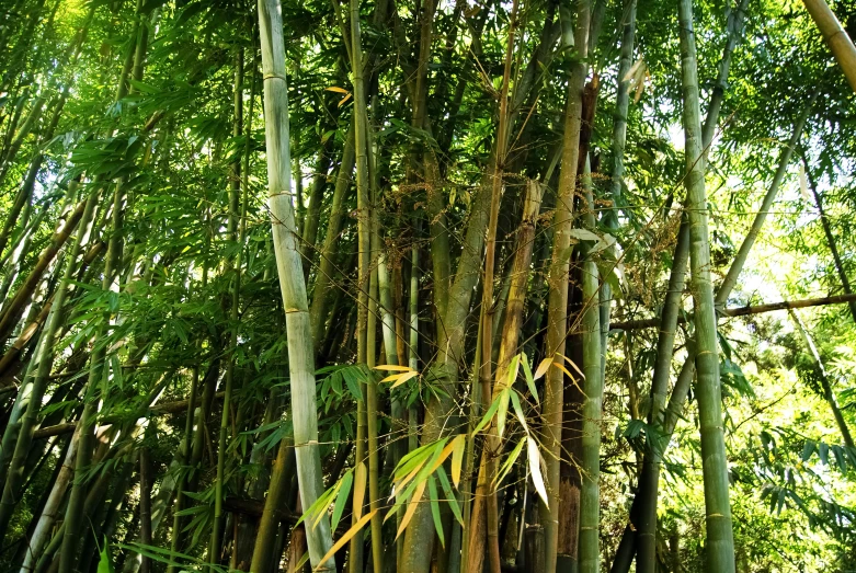 lots of trees in the rainforest with plants