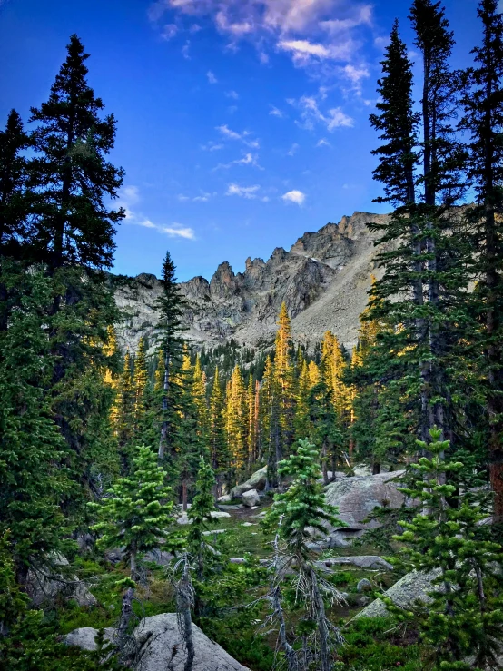 some trees and rocks are in the wilderness