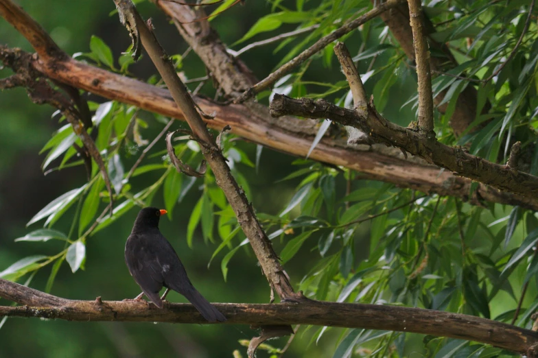 black bird perched on nch next to trees