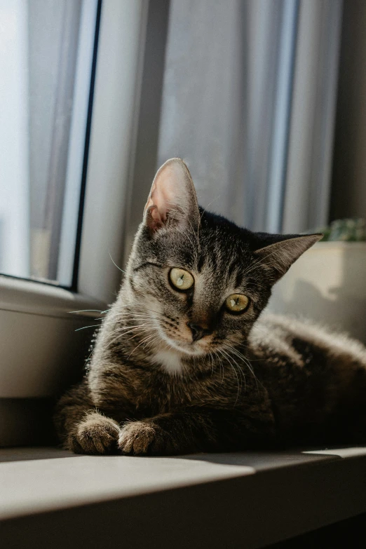 a grey cat sitting on the window ledge