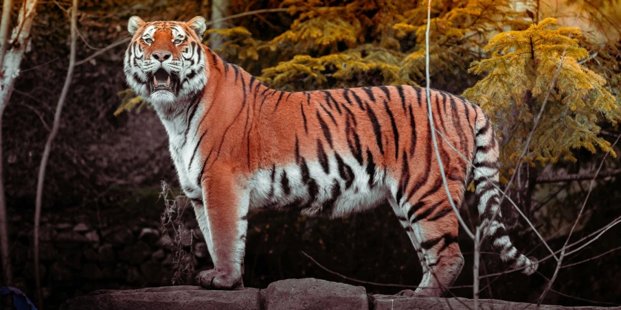 a large tiger standing on a tree stump