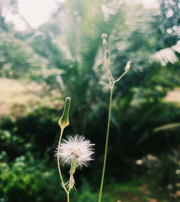 a plant with white flowers and some blurry background