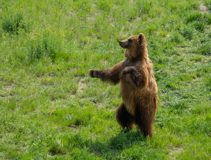 a large brown bear standing on its hind legs