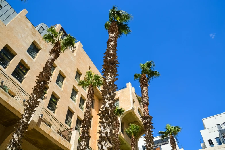 a group of palm trees that are in front of some buildings