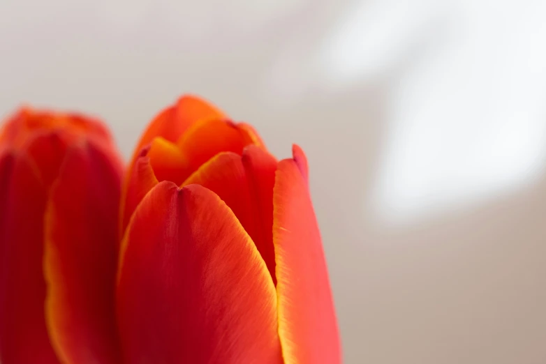 red flower with orange stamen near white background