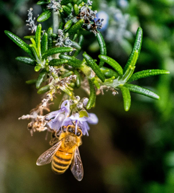 a bee is flying around the flowers that are close to the camera