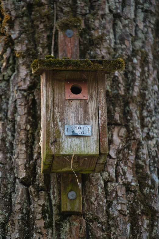 a birdhouse sits on the side of a tree