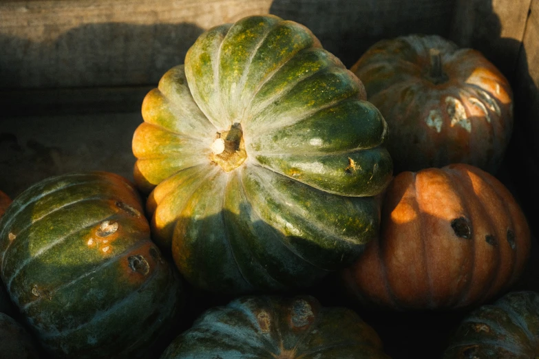 a box full of small squash next to some big pumpkins