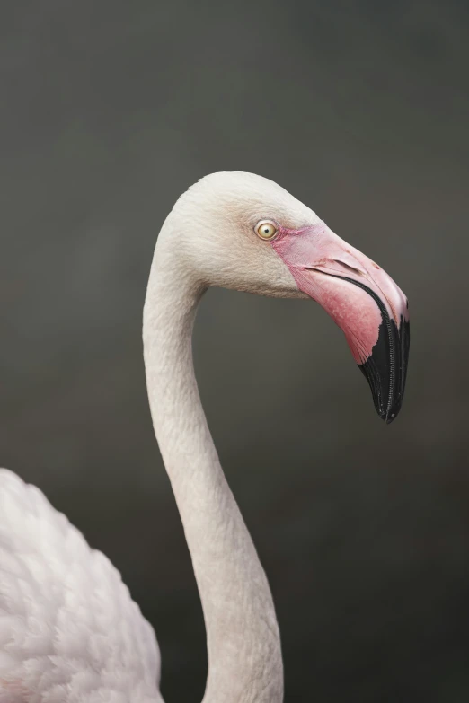 a white and pink bird has its neck bent