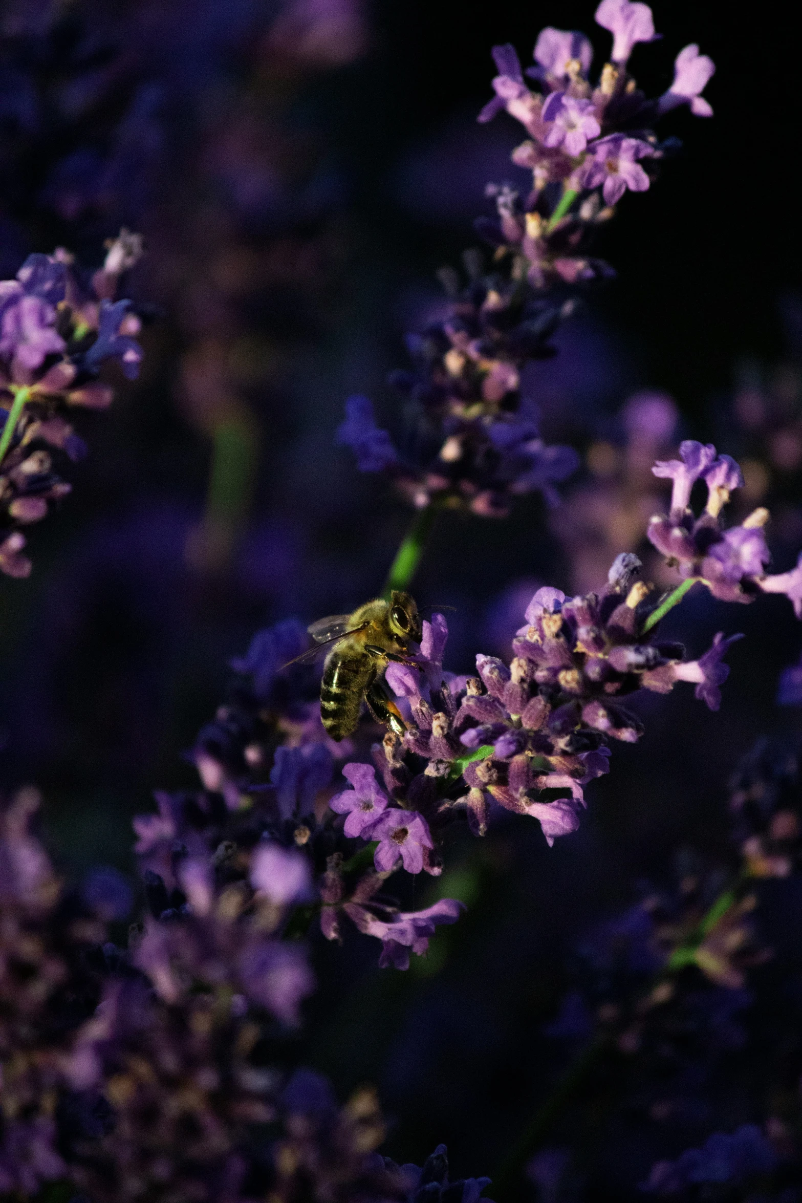 a bee flying away from the flower head