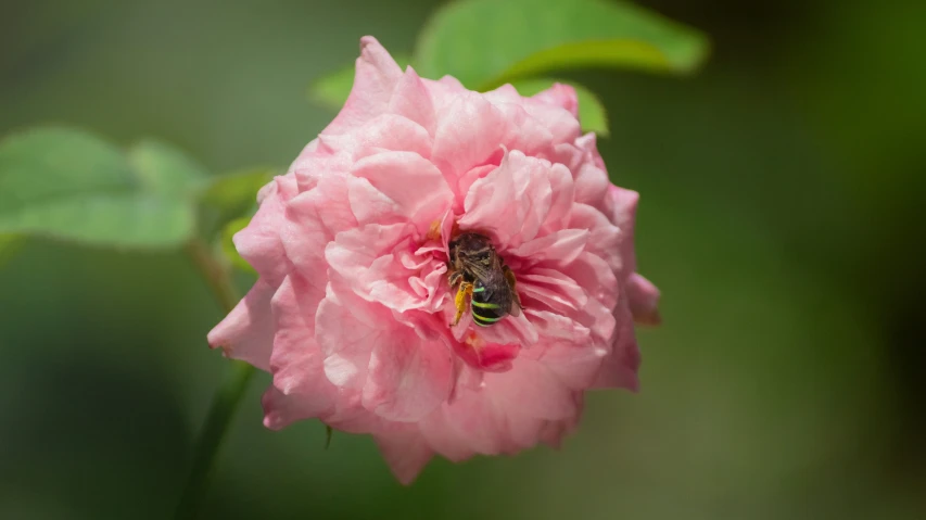 there is a flower with some leaves around it