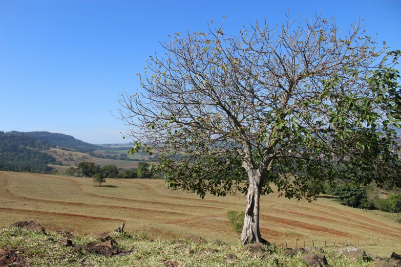 a tree is standing in a field near the grass