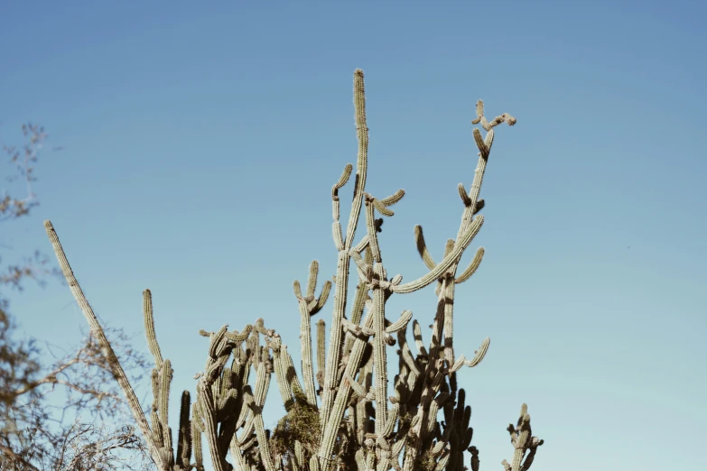 the saguados have been eating and resting in the sun