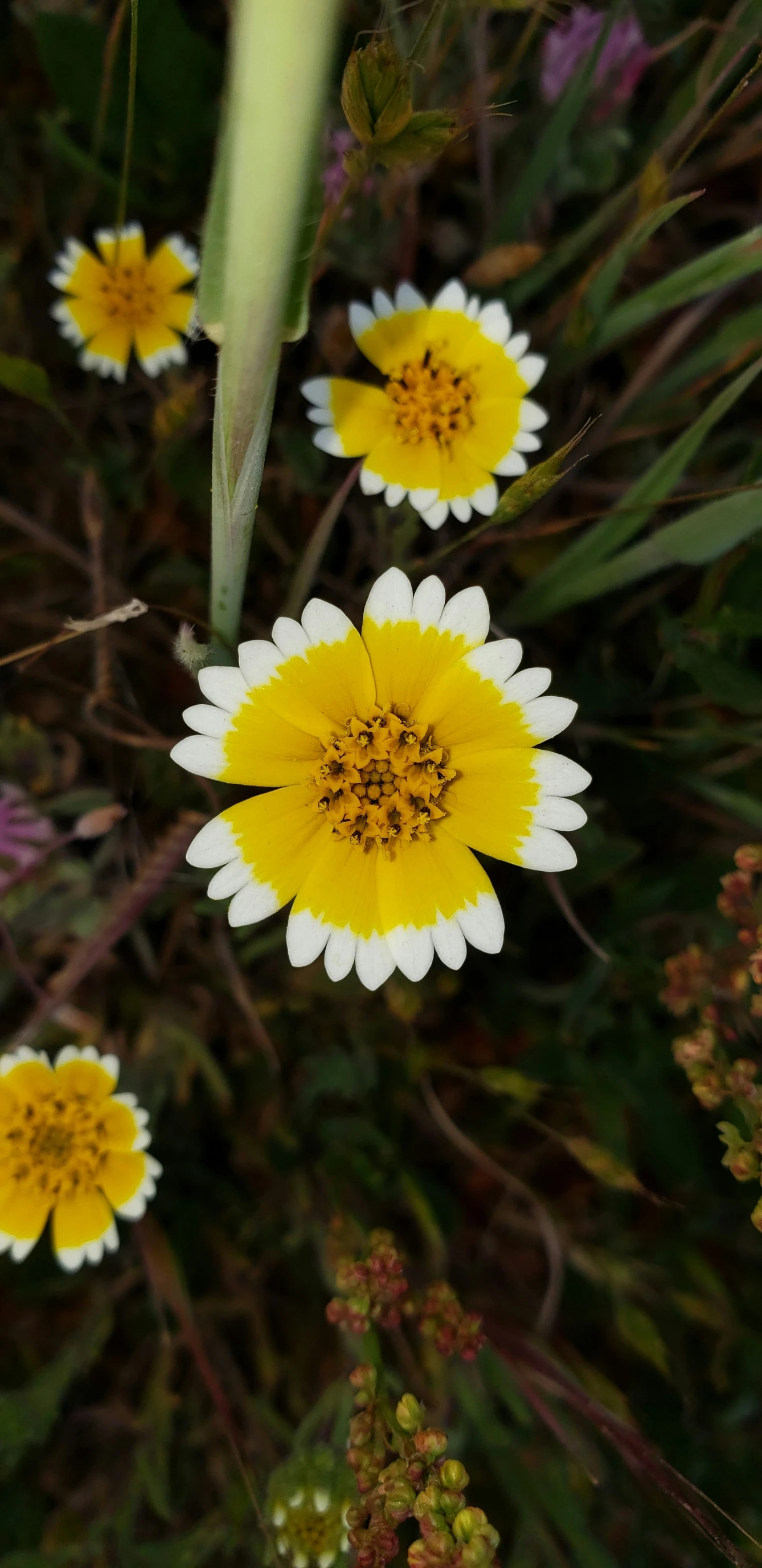 some yellow and white flowers by some grass